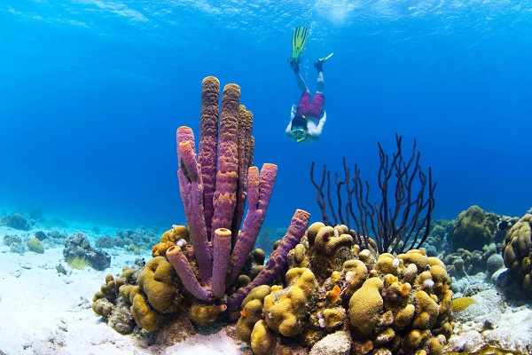 Lặn biển ngắm cá và san hô ở Curacao